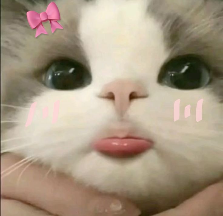 Mascot
